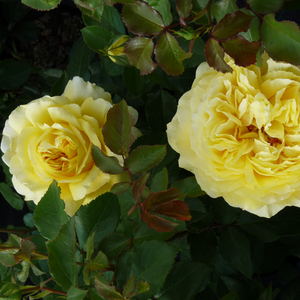 Diskretni miris ruže - Ruža - Solero ® - Narudžba ruža